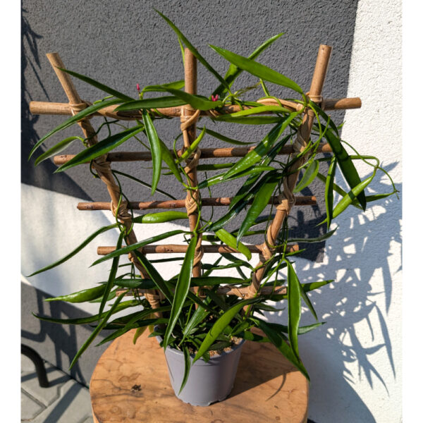 Hoya Longifolia Ø12cm.