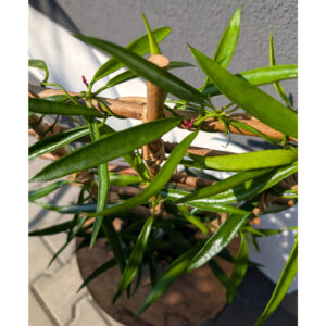 Hoya Longifolia Ø12cm.