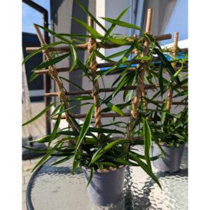 Hoya Longifolia Ø12cm.
