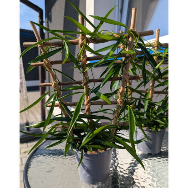 Hoya Longifolia Ø12cm.