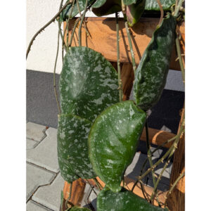 Hoya imbricata Ø14cm.