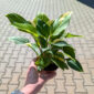 Homalomena Sunshine Gem Variegata