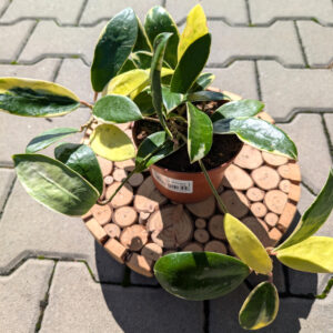 Hoya Acuta albo variegata