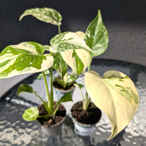Monstera deliciosa Creme Brulee Monstera deliciosa Creme Brulee