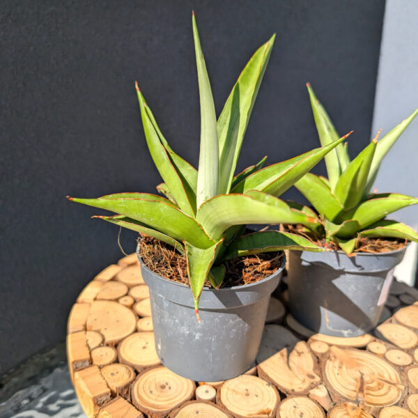 Sansevieria Platinum Crown Sansevieria Platinum Crown