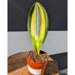 Sansevieria Masoniana Variegata