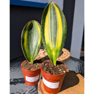 Sansevieria Masoniana Variegata
