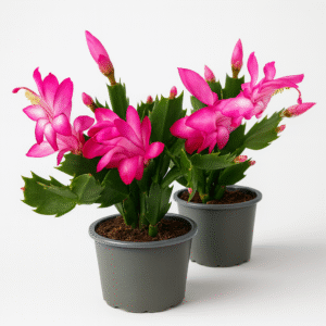 Schlumbergera-grudnik RÓŻOWY Ø9cm.