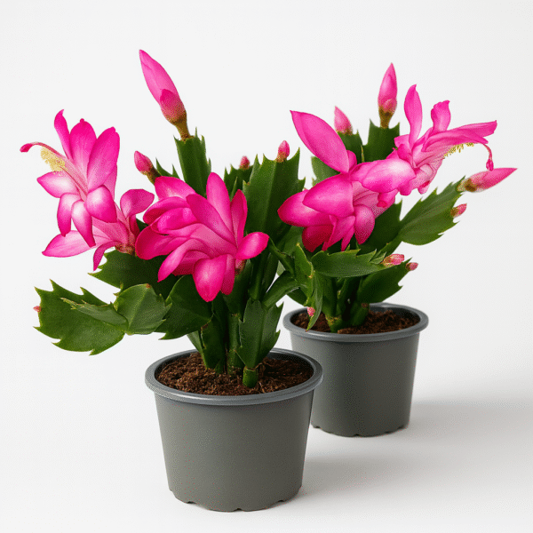 Schlumbergera-grudnik RÓŻOWY Ø9cm.