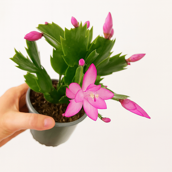 Schlumbergera-grudnik RÓŻOWY Ø9cm.