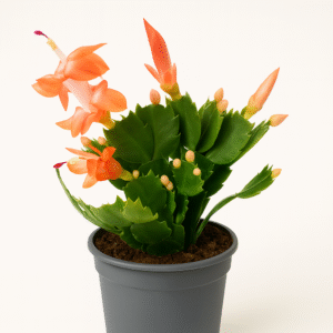 Schlumbergera-grudnik ORANGE Ø9cm.
