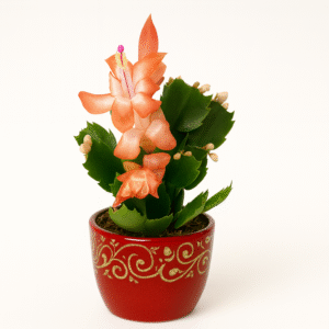 Schlumbergera-grudnik ORANGE Ø9cm.