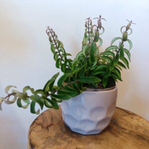 Aeschynanthus Twister Ø12cm