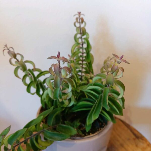 Aeschynanthus Twister Ø12cm