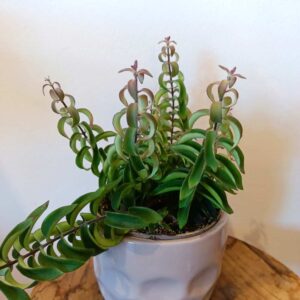 Aeschynanthus Twister Ø12cm