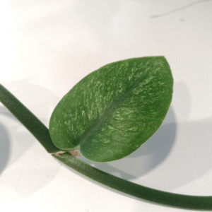 Rhaphidophora hongkongensis Variegata