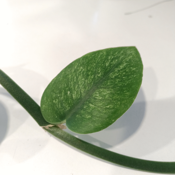 Rhaphidophora hongkongensis Variegata Rhaphidophora hongkongensis Variegata