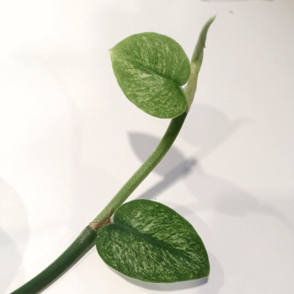 Rhaphidophora hongkongensis Variegata Rhaphidophora hongkongensis Variegata