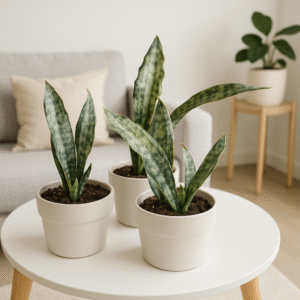 Sansevieria Kirkii Coppertone Variegata