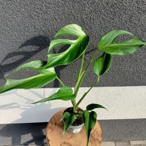 Monstera Burle Marx Flame