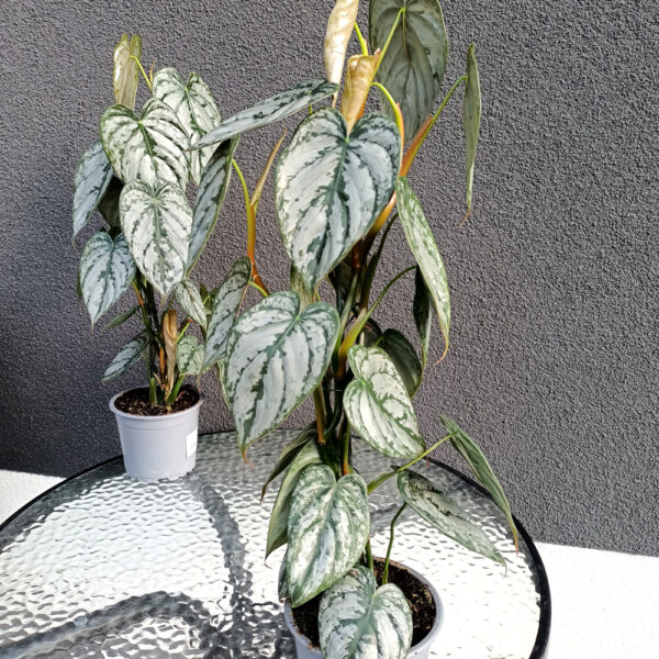 Filodendron Brandtianum Filodendron Brandtianum