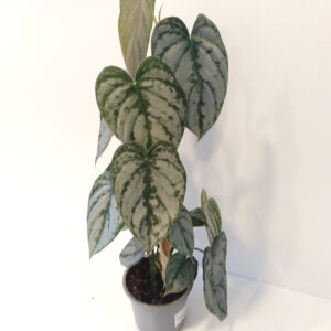 Filodendron Brandtianum