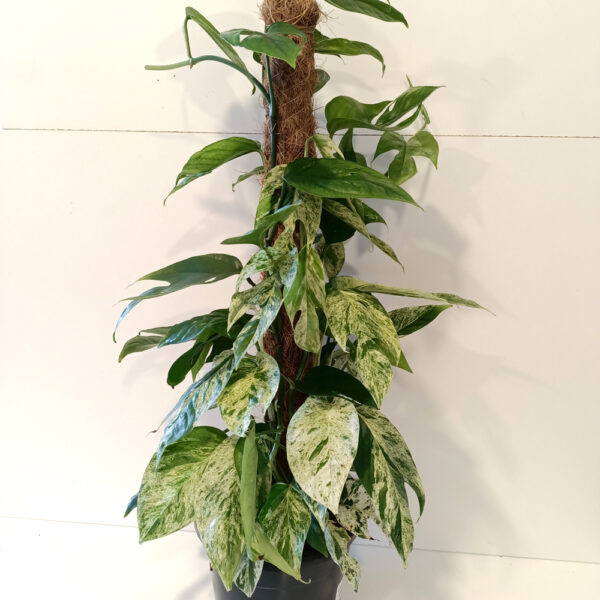 Epipremnum pinnatum Marble Variegata Epipremnum pinnatum Marble Variegata