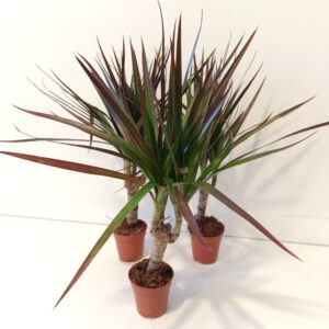 Dracaena Magenta