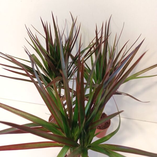 Dracaena Magenta