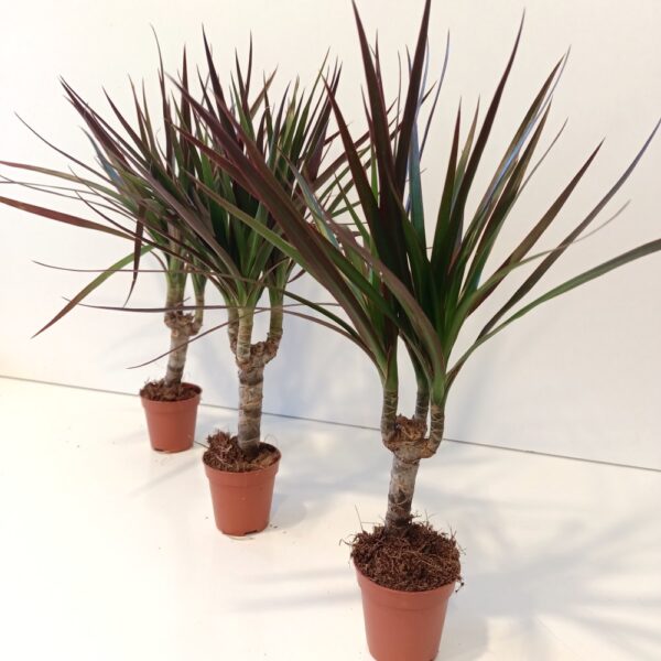 Dracaena Magenta