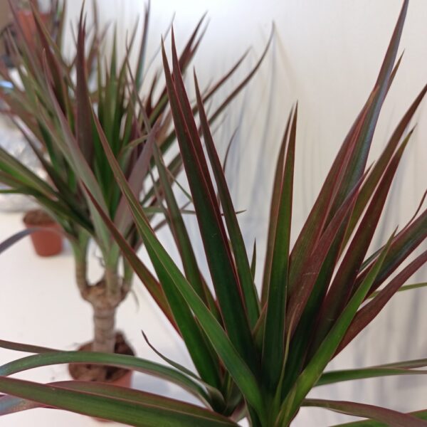 Dracaena Magenta Dracaena Magenta