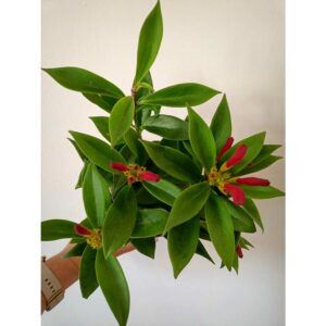 Aeschynanthus wspaniały