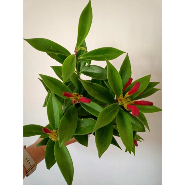 Aeschynanthus wspaniały