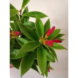 Aeschynanthus wspaniały