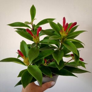 Aeschynanthus wspaniały