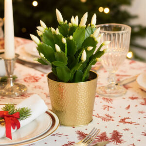 Schlumbergera BIAŁA Ø12cm - grudnik - obrazek 4