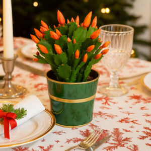 Schlumbergera Orange Ø12cm-grudnik - obrazek 4
