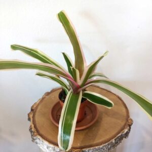 Neoregelia Ø5,5cm - Gwiaździca