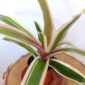 Neoregelia Ø5,5cm - Gwiaździca