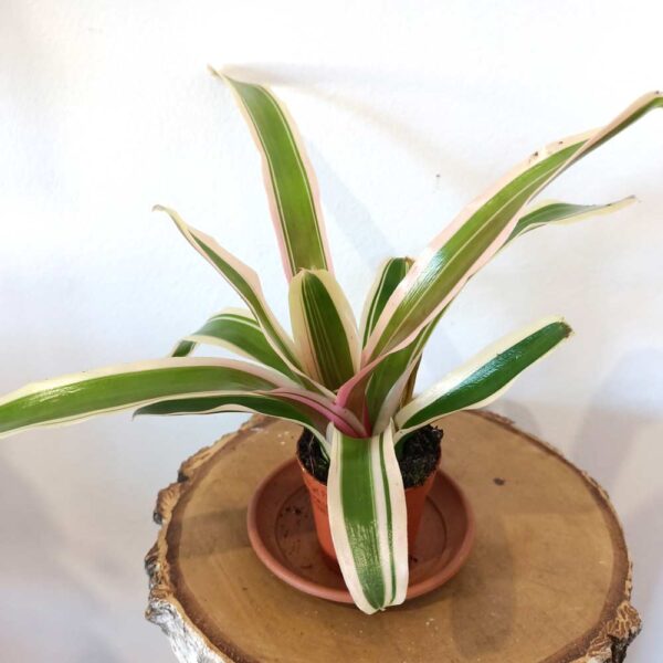 Neoregelia Ø5,5cm - Gwiaździca