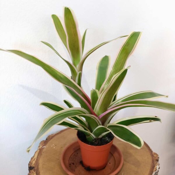 Neoregelia Ø5,5cm - Gwiaździca