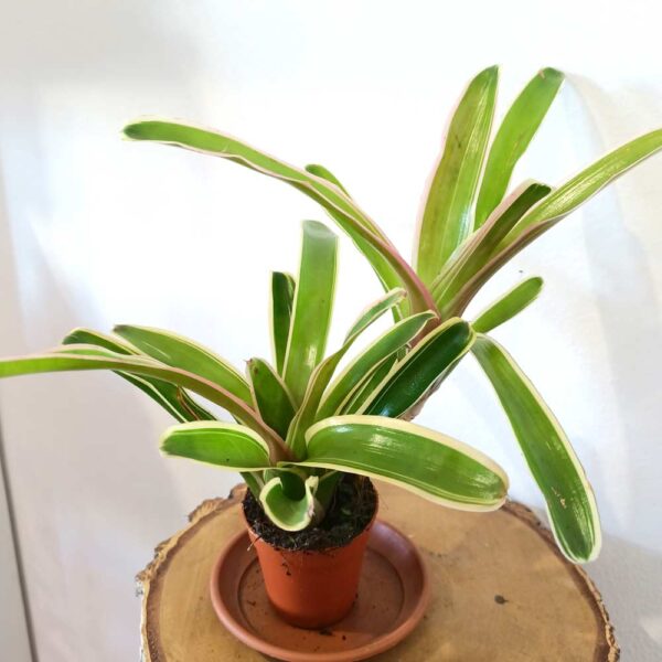 Neoregelia Ø5,5cm - Gwiaździca