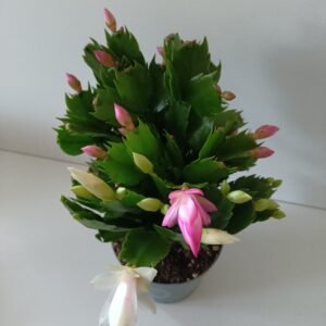 Grudnik dwukolorowy Ø12cm