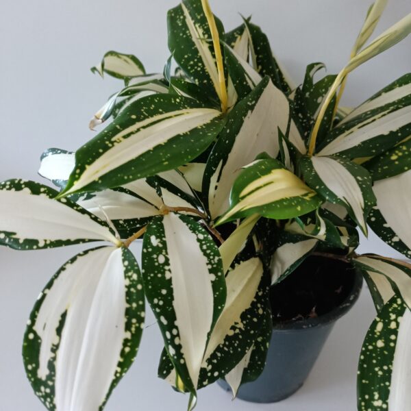 Dracaena Milky Way Dracaena Milky Way