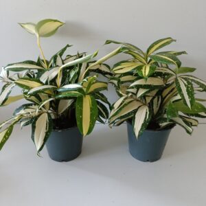 Dracaena Milky Way