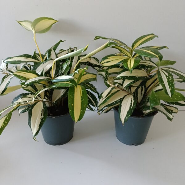 Dracaena Milky Way