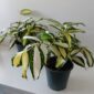 Dracaena Milky Way