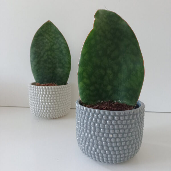 Sansevieria Big Leaf Sansevieria Big Leaf