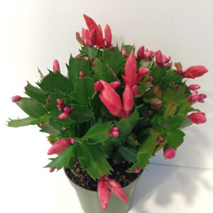 Schlumbergera BIAŁO-CZERWONA
