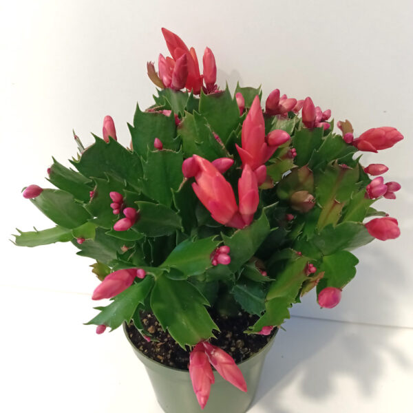 Schlumbergera BIAŁO-CZERWONA